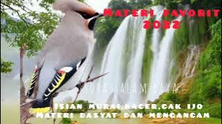 MASTERAN FAVORIT MURAI BATU,super ngeri variasi roll dan tembakan KASAR menjadi masteran TERBAIK