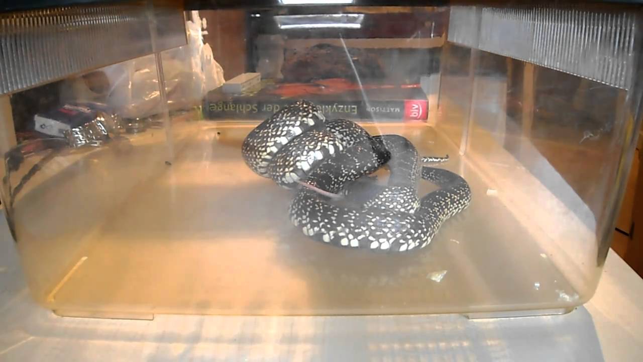 beautycon My 5th Desert Kingsnake Kills and eats a Mouse (Nr.2)