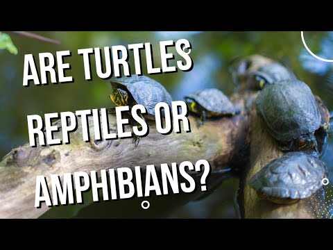 Sea Turtles: Amphibians? The Shocking Truth Revealed Today