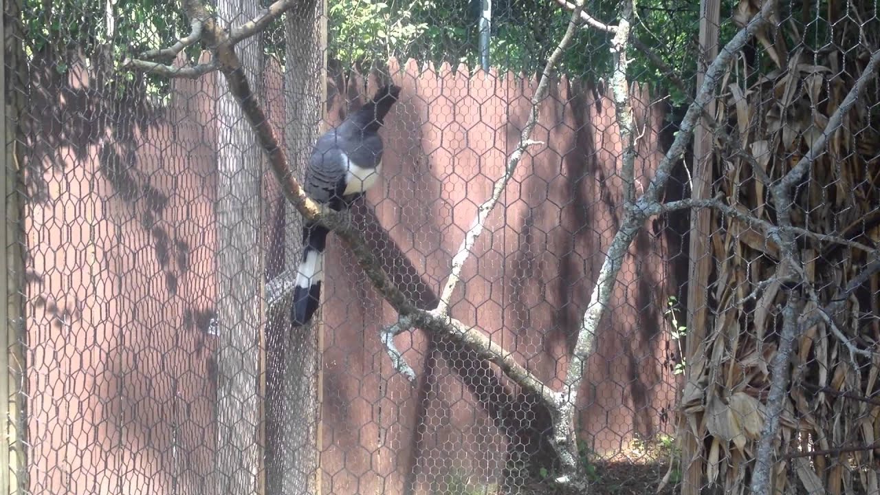 White Bellied Go Away Bird at York's Wild Animal Kingdom - YouTube
