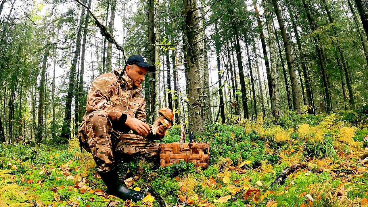 Слабонервным не смотреть! Люди вырубили лес грибник в шоке! Белые ...