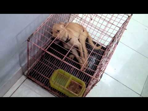 Video: Apa Tahapan Gigi Anak Anjing?