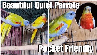 Turquoise Parrot - Apartment Friendly, Quiet Parrots for Beginners || All About Pets (Hindi)