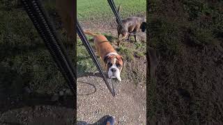 Picking up my dogs at dog daycare. They where happy to see me! 😍 by BoxerRex 2,614 views 1 month ago 2 minutes, 35 seconds