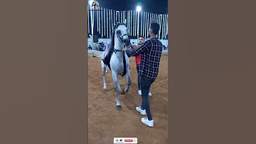 أجمل خيل عربي يرقص 