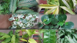 ডাল থেকে কি কি পাতাবাহার গাছের চারা হয় || Which indoor plant Grow from cutting|| গাছ আর কিনতে হবেনা