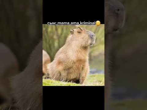 мем #капибара #рек