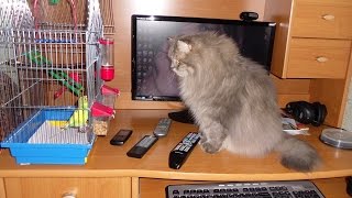 Попугай и кот Попугай и кот