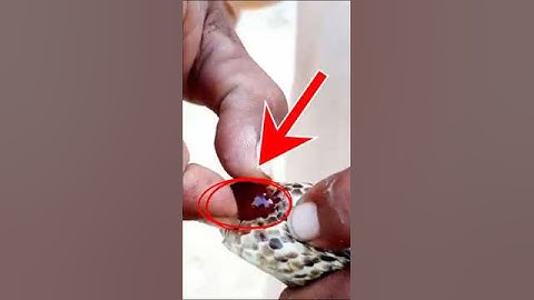 The Truth About “Cobra Pearls” – Snake Magic or Total Myth? 🐍💎 #shorts