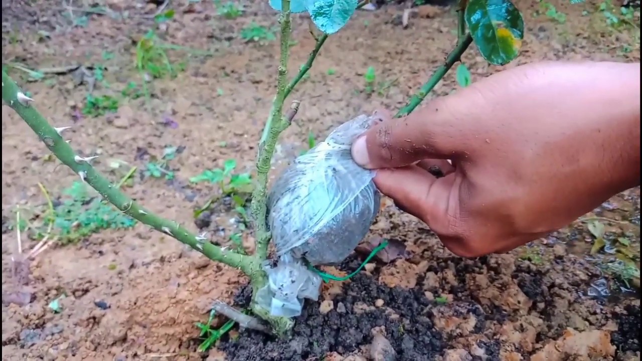 How to do Rose Air layering..Easy way to do Air layering of Rose plant ...
