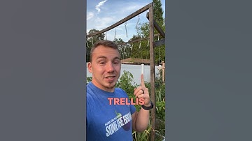 The Ultimate Tomato Trellis for Indeterminate Tomatoes 🍅