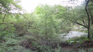 Vogelzang In De Kooldries