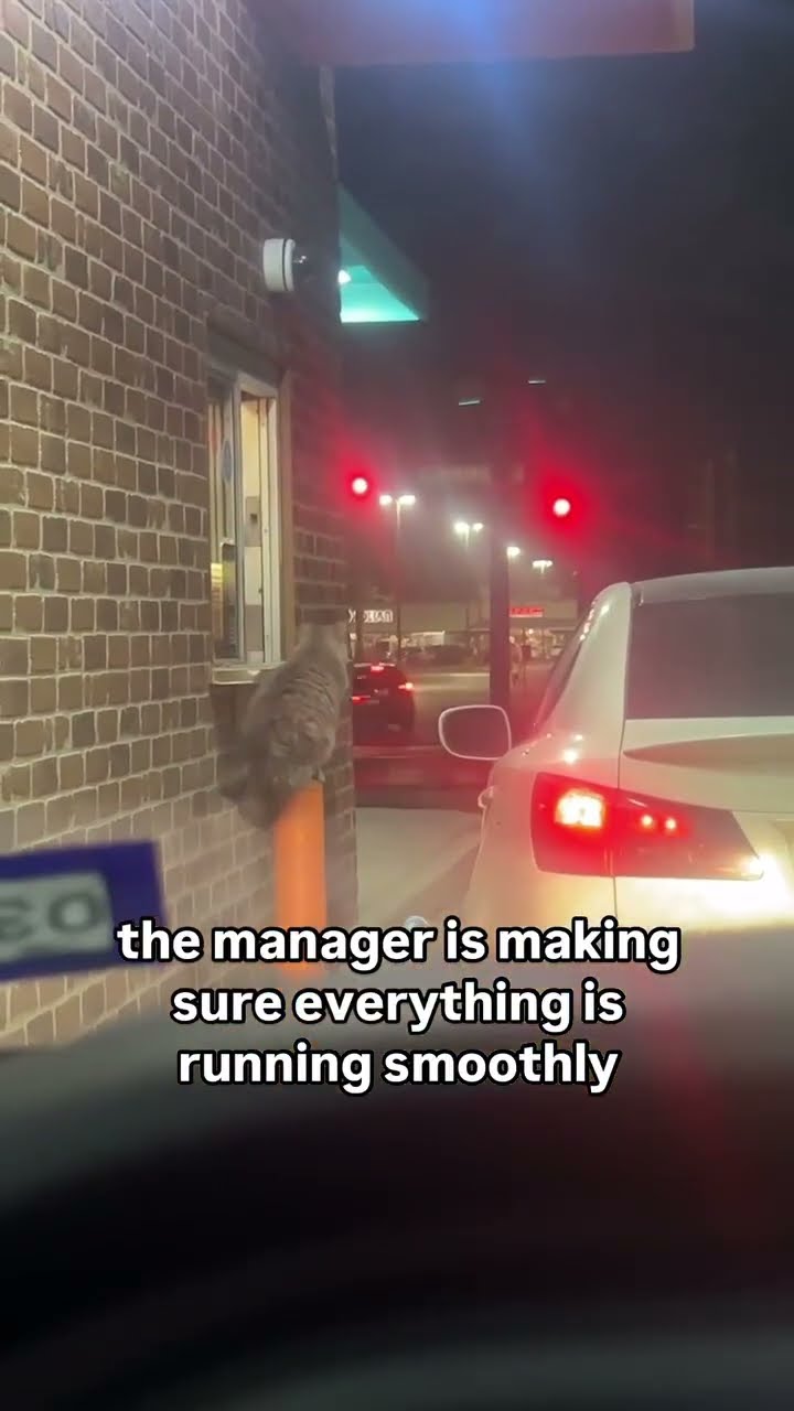 Kittyo making sure Everyone doing they job