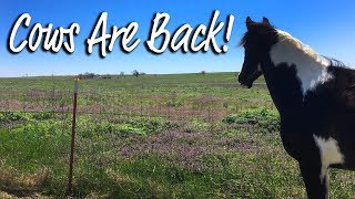 Neighbor Cows are Back! by Chick-a-Woof Ranch 922 views 5 years ago 3 minutes, 13 seconds