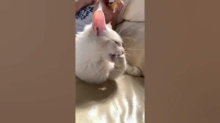 Video 8000311: maine coon kitten, maine coon cleaning