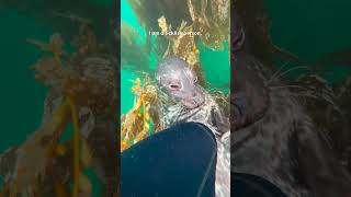 Seal Loves To Tickle His Diver Friend | The Dodo