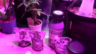 Godzmazter Weedz video entry for So you want to be Sponsored by TNB Naturals? #contest 2018 #win