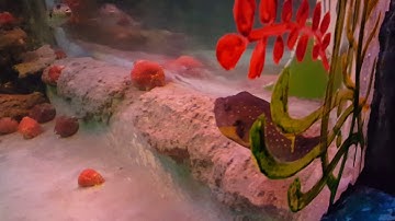 Thủy cung suối tiên HD