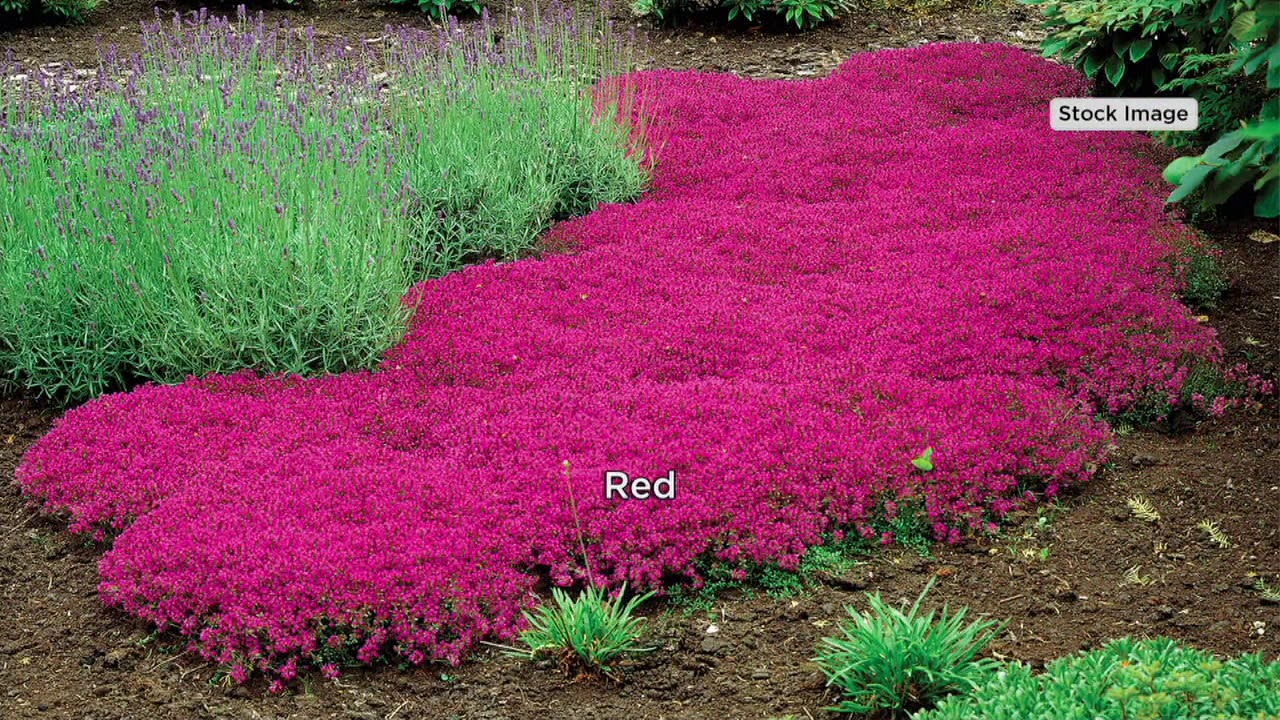 Roberta's 6Piece Trample Me Flowering Thyme Collection on QVC YouTube