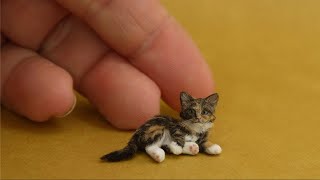 5 Razas de Gatos Más Pequeños Del Mundo ✅  listas gatitos