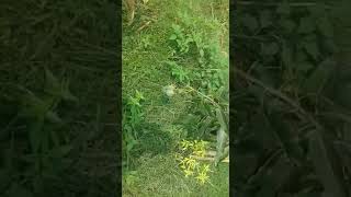 Amar Rupali Amer Bagan