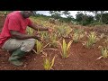 Nouvelle technique de planting de lananas sur butte   les merveilles de lagriculture paysanne