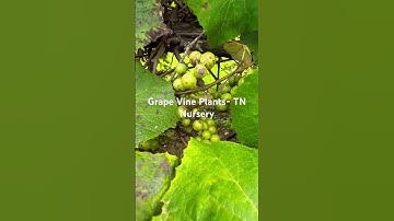 Grape Vines Hanging With Large Clusters of Grapes