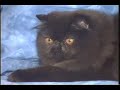 Persian Cats | Ideal Companion の動画、YouTube動画。