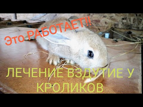 ЛЕЧЕНИЕ ВЗДУТИЕ У КРОЛИКОВ