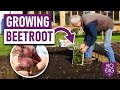 Beetroot: succeed with early sowings & harvest,  same method for autumn/winter roots