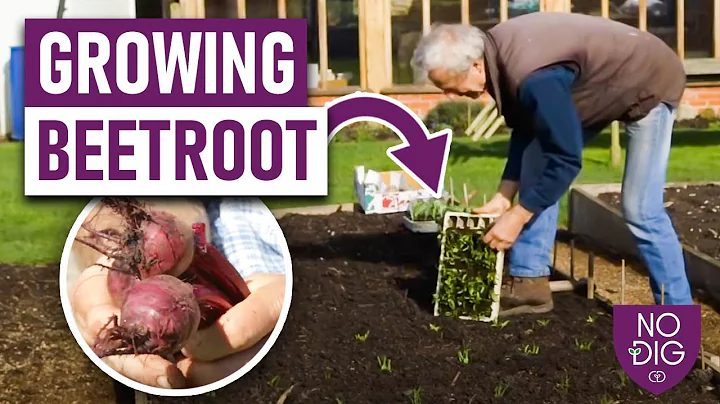 Mastering Beetroot: Tips for Successful Early Sowings and Year-Round Harvest - DayDayNews