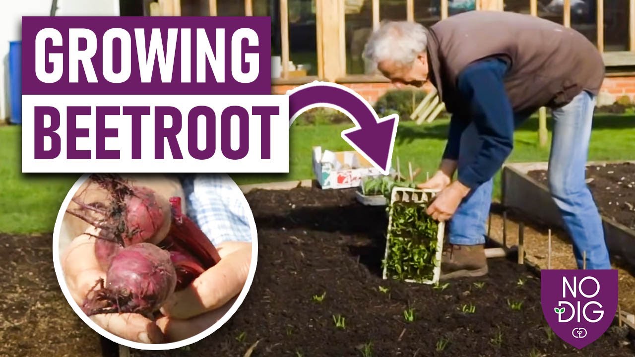 Beetroot: Succeed With Early Sowings \U0026 Harvest, Same Method For Autumn/Winter Roots