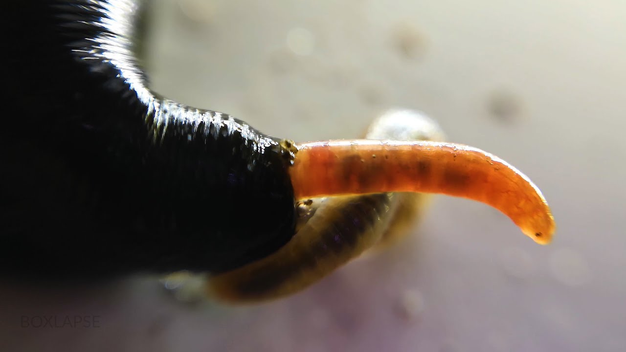 Horse leech and fly maggots feeding on a, Stock Video