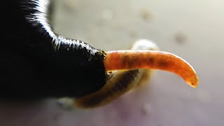 Horse-Leech Eating Earthworm Macro