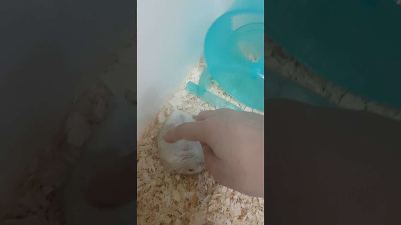 tickling my hamster ☺
