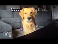 What Happens When You Tell Your Dog to Stop Chewing on a Shoe Through Ring? | RingTV