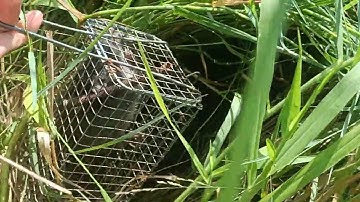 Bẩy chuột cống nhum những bờ cỏ lý tưởng một bầy 🐺 tấn công trùm cuối và cái kết #sanbatbatri#