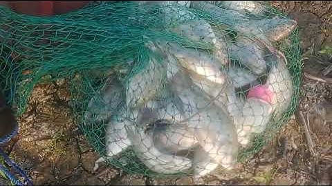 jakpot ikan mujair lokasi danau tempe kab. wajo prov. sulawesi selatan #mancing #ikan