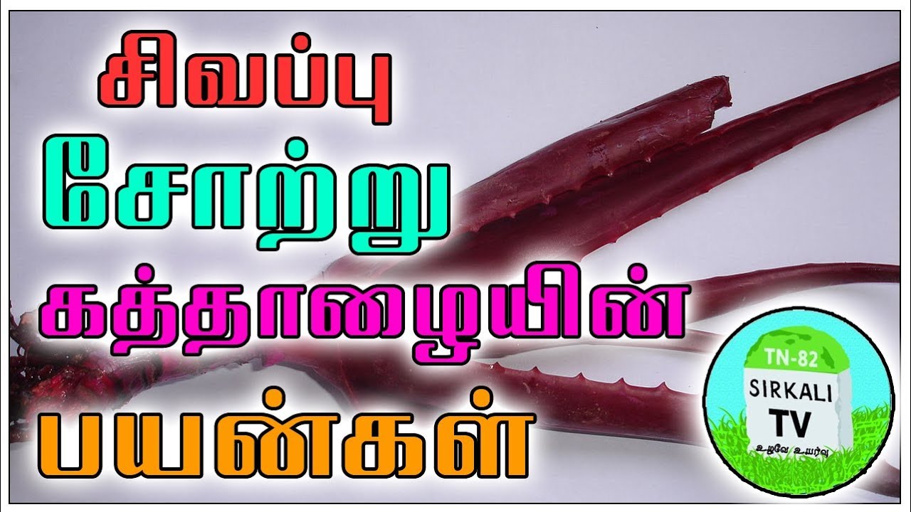 சிவப்பு கற்றாழை Uses Of Red Aloe Vera Health Home Remedies Tips In