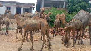 Three Crazy Camels! | Kangaroo Dundee