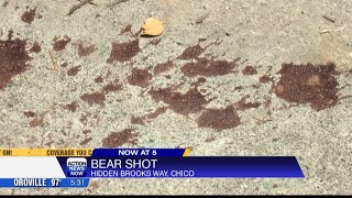 Homeowner shoots bear after it breaks into house
