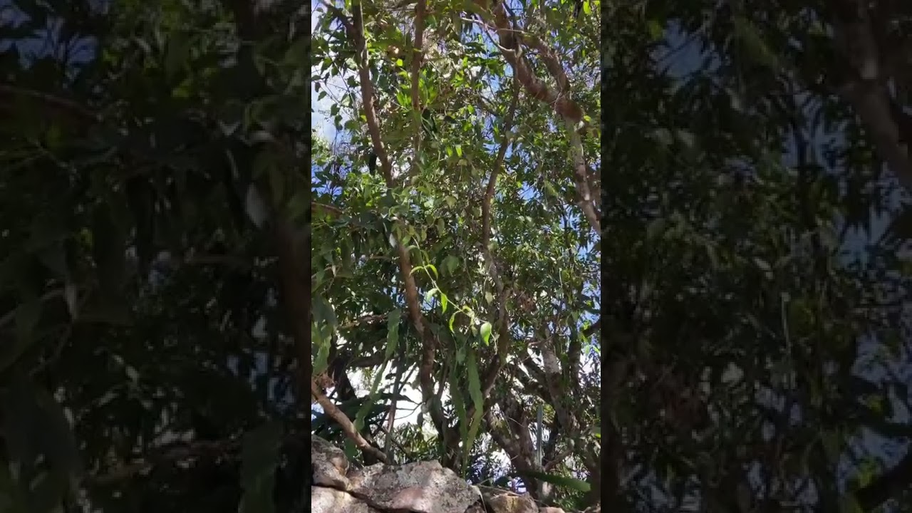 Pássaro preto cantando solto na natureza – Igatú, Chapada Diamantina – BA. #nature #passaros ✨🍃⛰