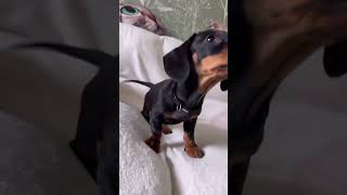 Dog Breeds: Watch This Dachshund Greet the Morning!
