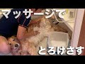 まったく参考にならない犬の洗い方2019