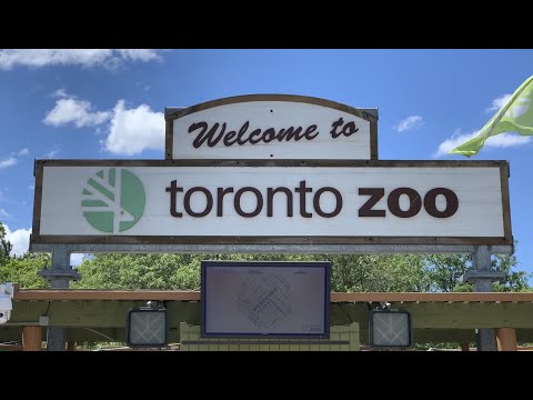 Video: Panduan Melawat Zoo Metro Toronto