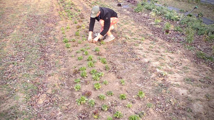 Harvesting Fall Grown Lettuce in the Spring (Fresh...