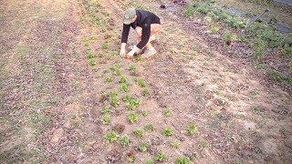 Harvesting Fall Grown Lettuce in the Spring (Fresh Salad Everyday)