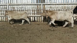 Blue Acres Farms - 650# Steer Calves - 96 Head (Stettler, AB) VBP+