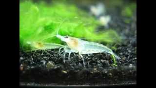 Snowball shrimps are eating soft green algae