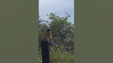 Птичка Малиновка защищает гнездо🕊